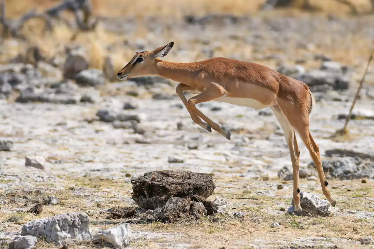 Namibia DSA1C04336 Photo by Giles Laurent