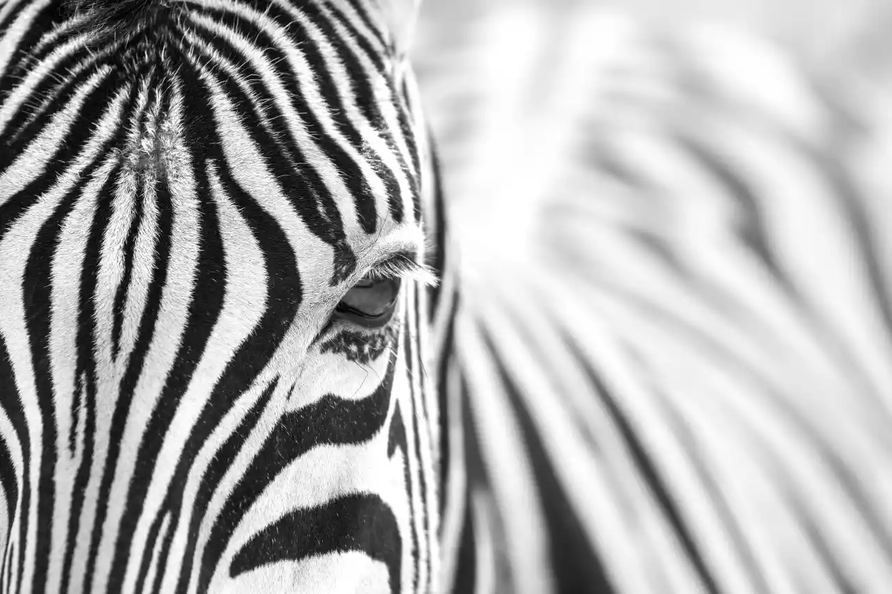 Namibia DSA1C04436-2 Photo by Giles Laurent