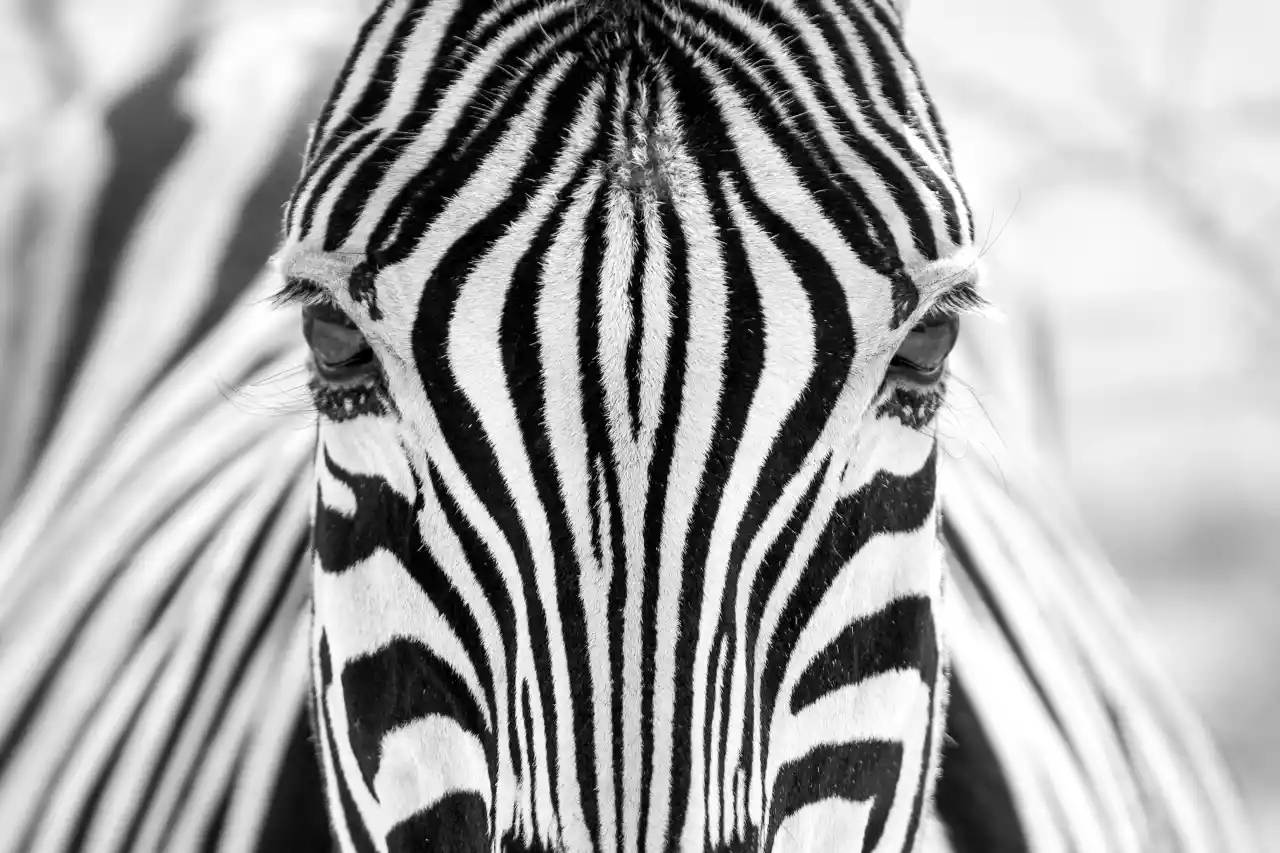 Namibia DSA1C04450-6 Photo by Giles Laurent