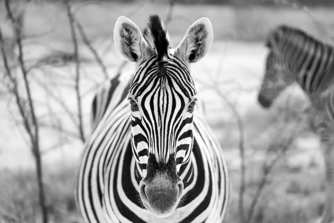 Namibia DSA1C04450 Photo by Giles Laurent
