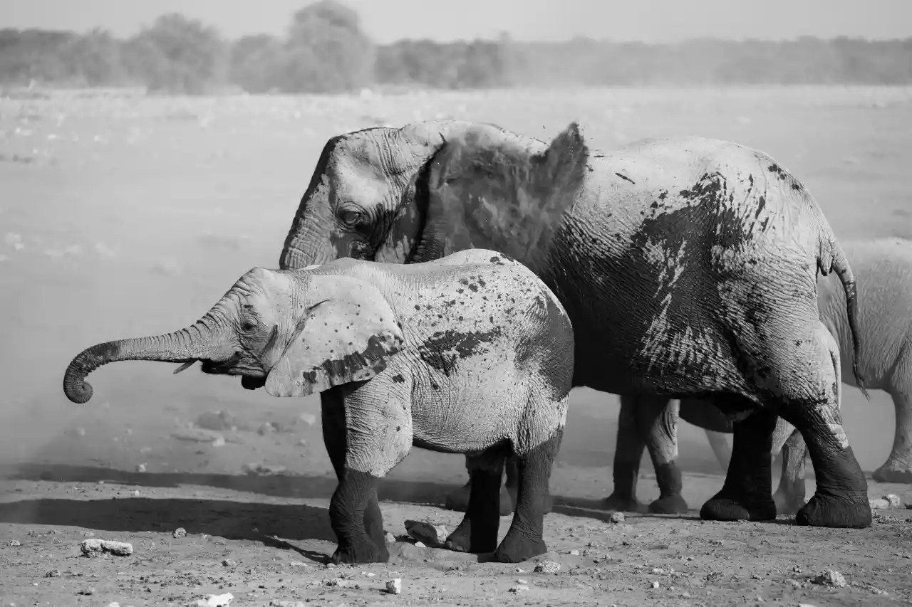 Namibia DSA1C04613 Photo by Giles Laurent