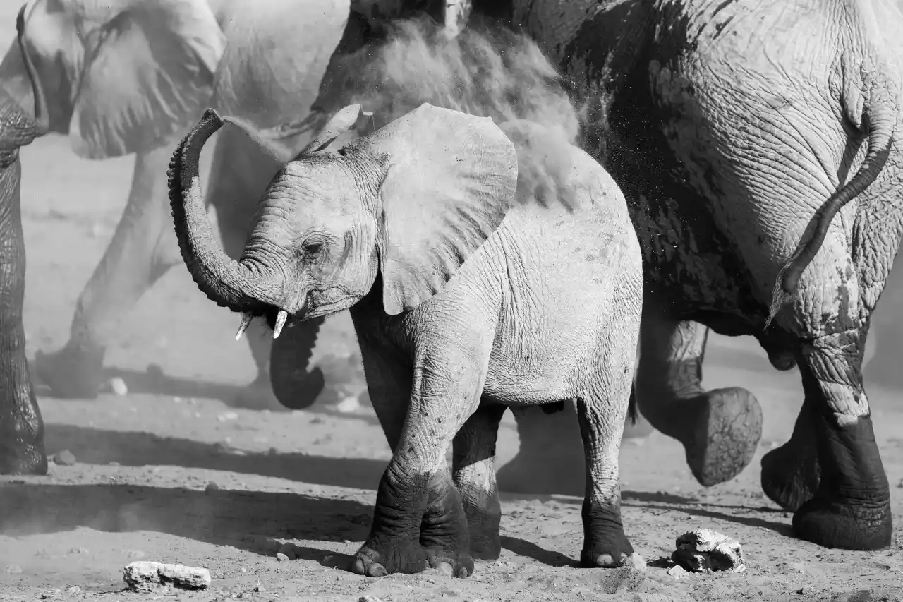 Namibia DSA1C04638 Photo by Giles Laurent