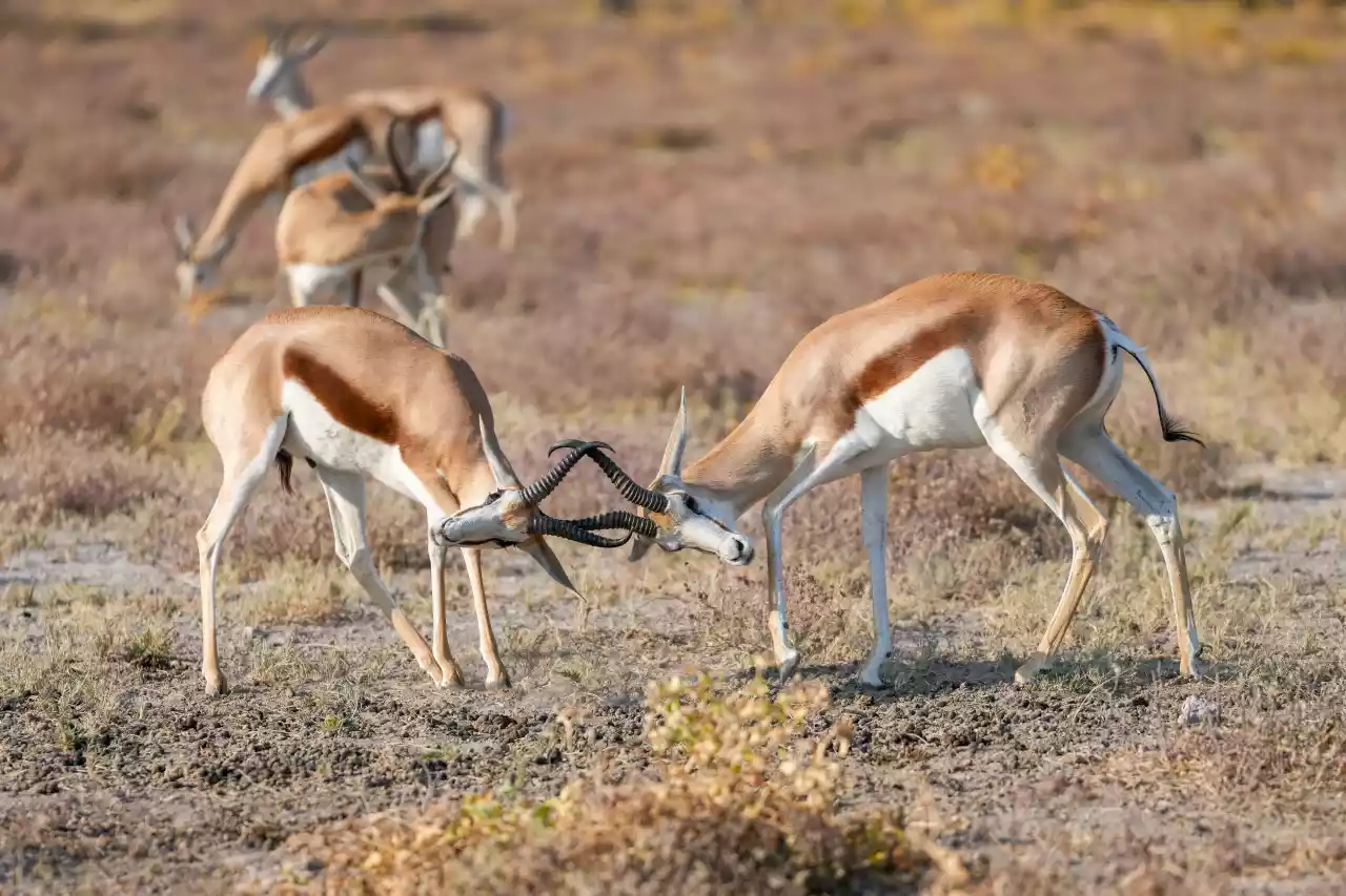Namibia DSA1C04873 Photo by Giles Laurent