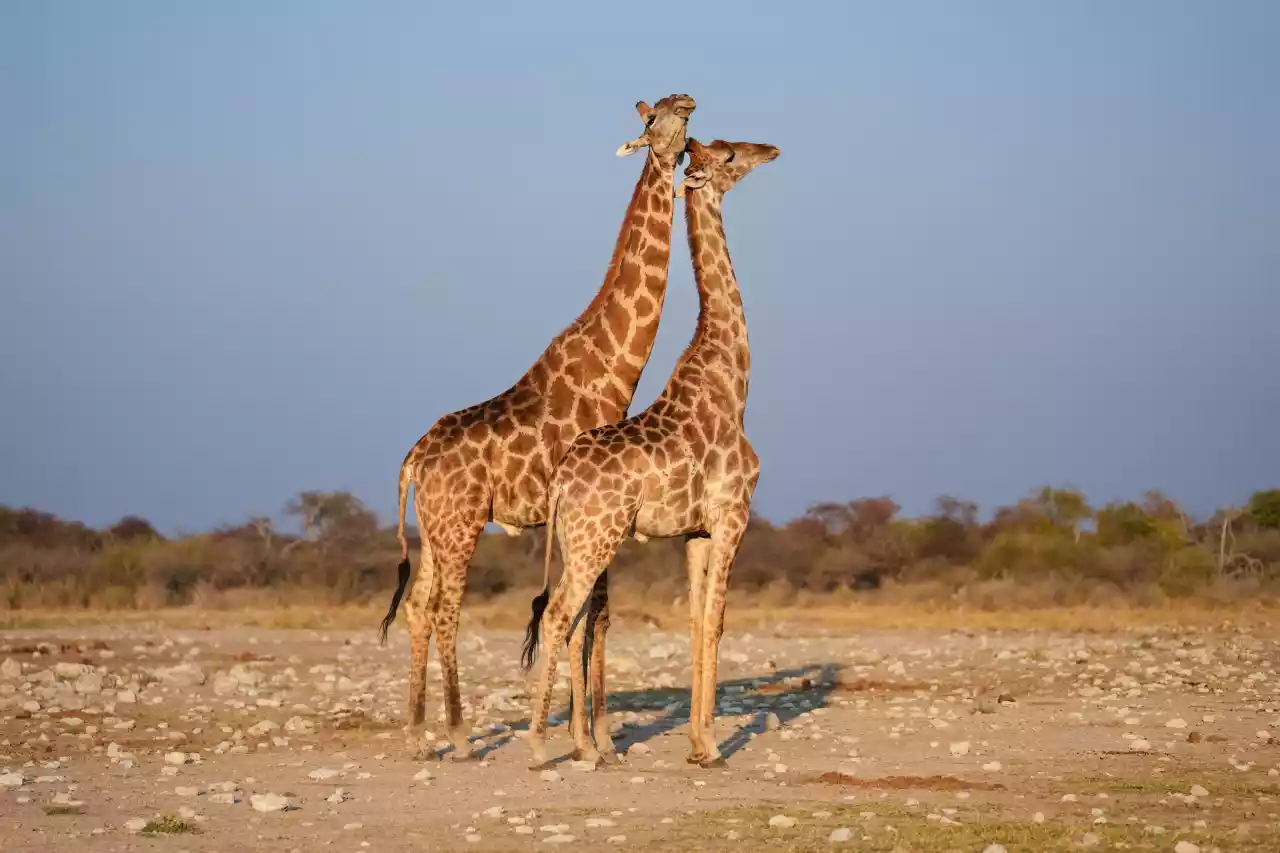 Namibia DSA1C05032-2 Photo by Giles Laurent