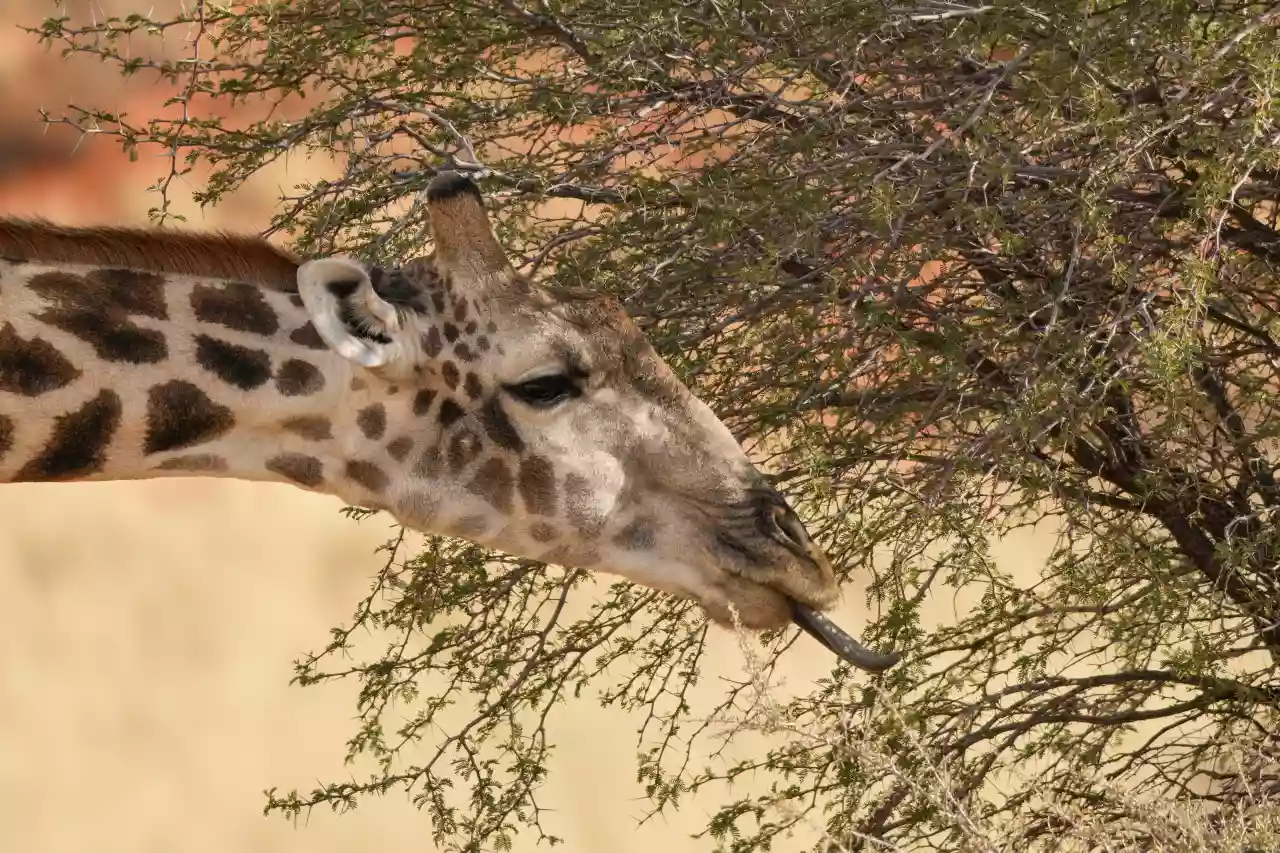 Namibia DSC05332 Photo by Giles Laurent