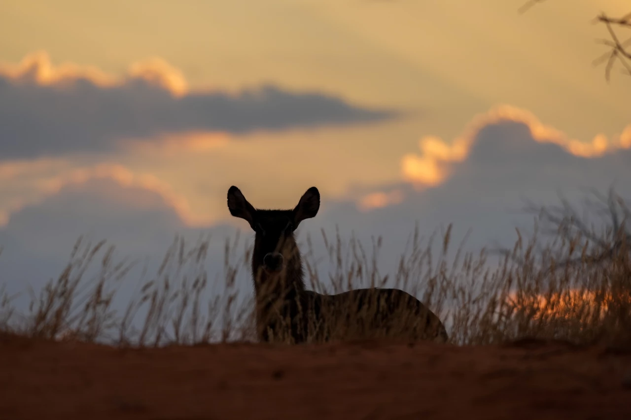 Namibia DSC06762 Photo by Giles Laurent