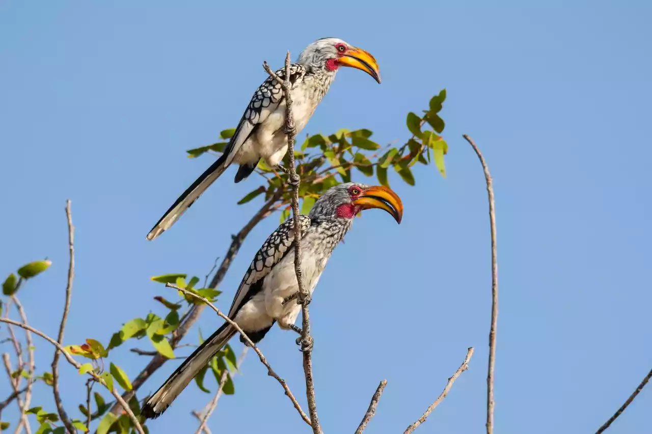Namibia DSC17935 Photo by Giles Laurent