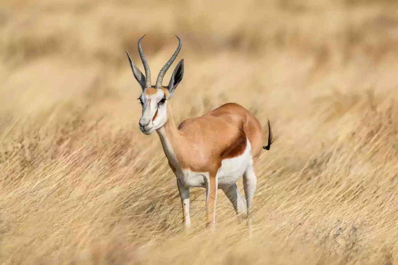 Namibia DSC19673 Photo by Giles Laurent
