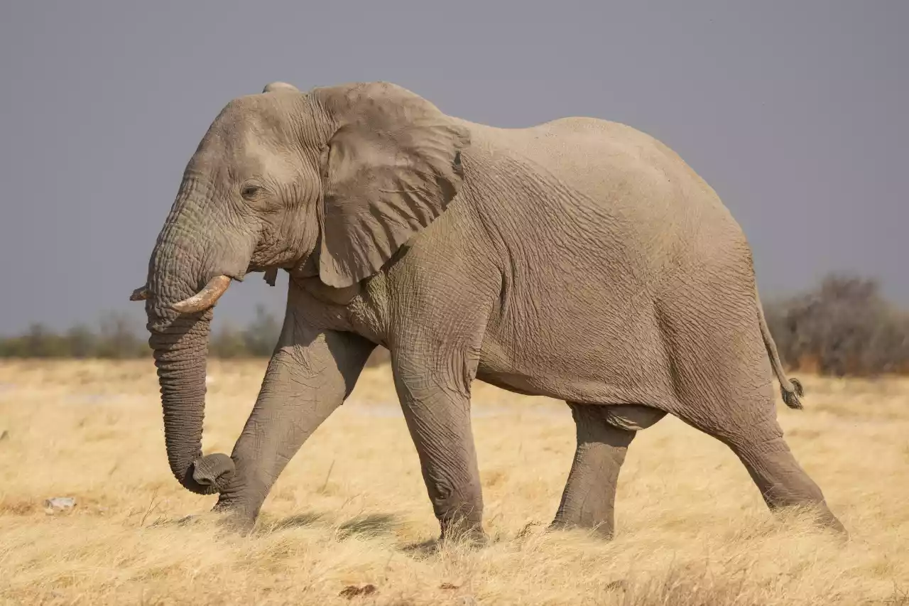 Namibia DSC19717 Photo by Giles Laurent