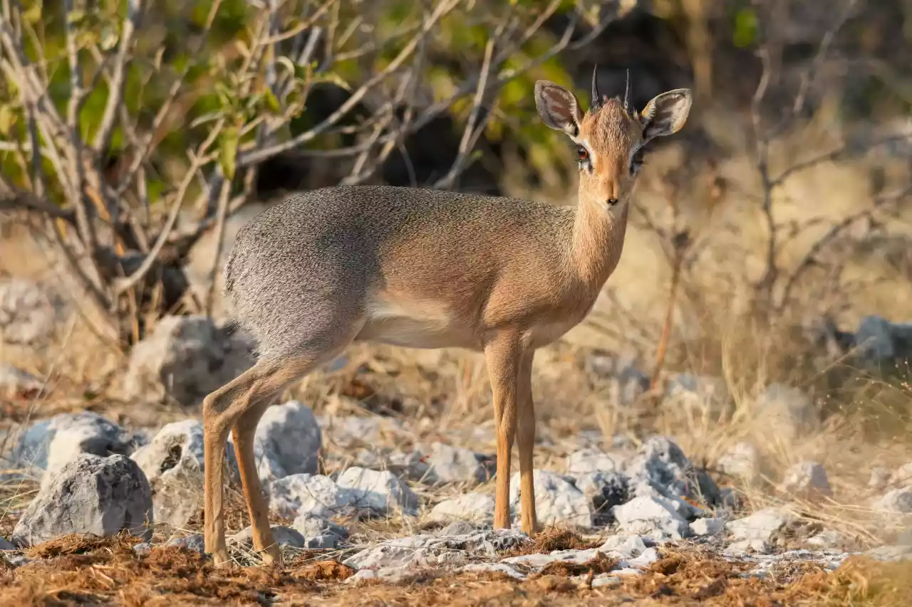 Namibia DSC26162 Photo by Giles Laurent