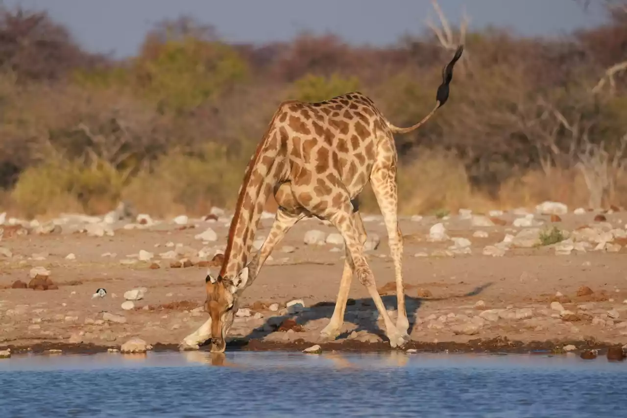 Namibia DSC29769 Photo by Giles Laurent